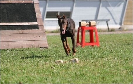 Sasha - Estonia championship 2007  in IPO 3